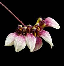 Orchid_Bulbophyllum_2008002-52OK.jpg